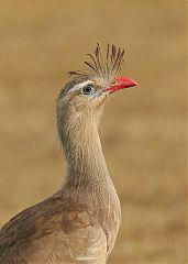 Red-legged Seriema